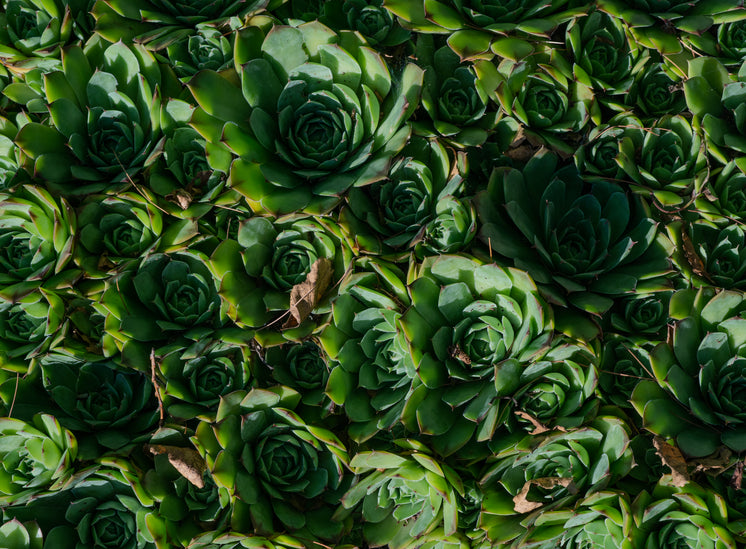 3 Things You Didn't Know About Pleiospilos Vs Lithops 3 Things You Didn't Know About Pleiospilos Vs Lithops