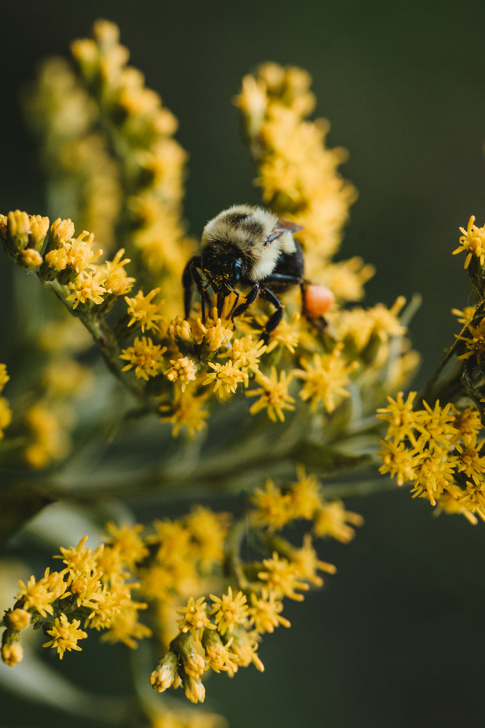 bee on yellow flower vertical