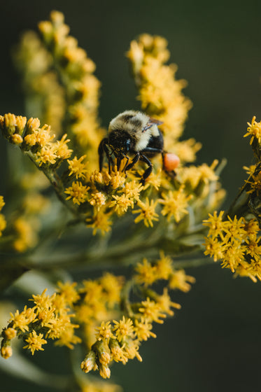 bee on yellow flower vertical