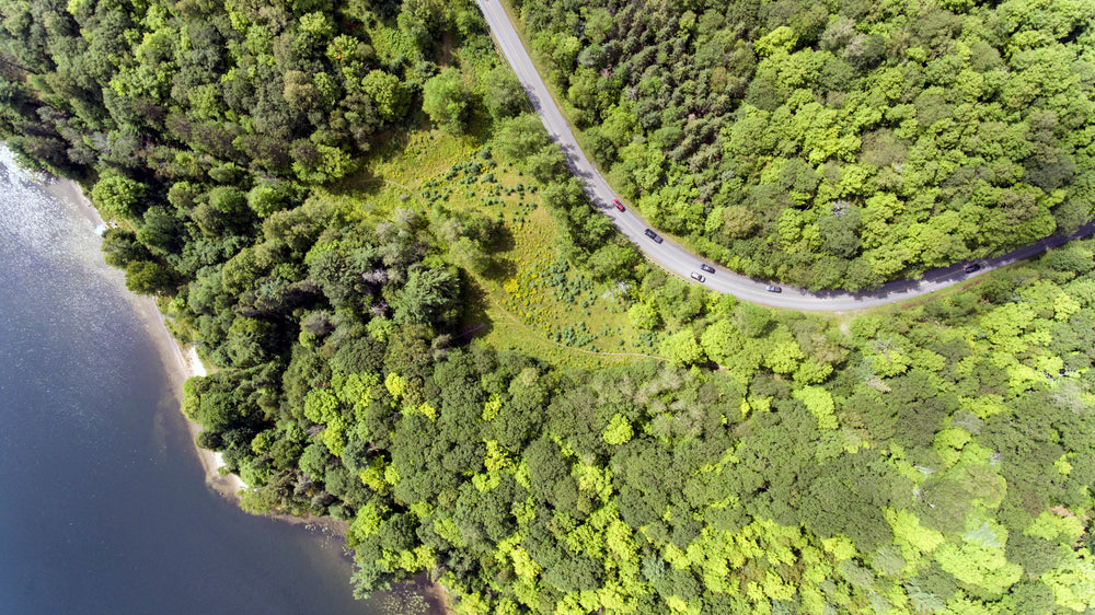 highway through a forest