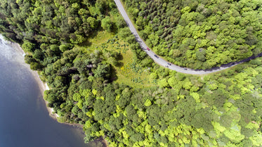 highway through a forest