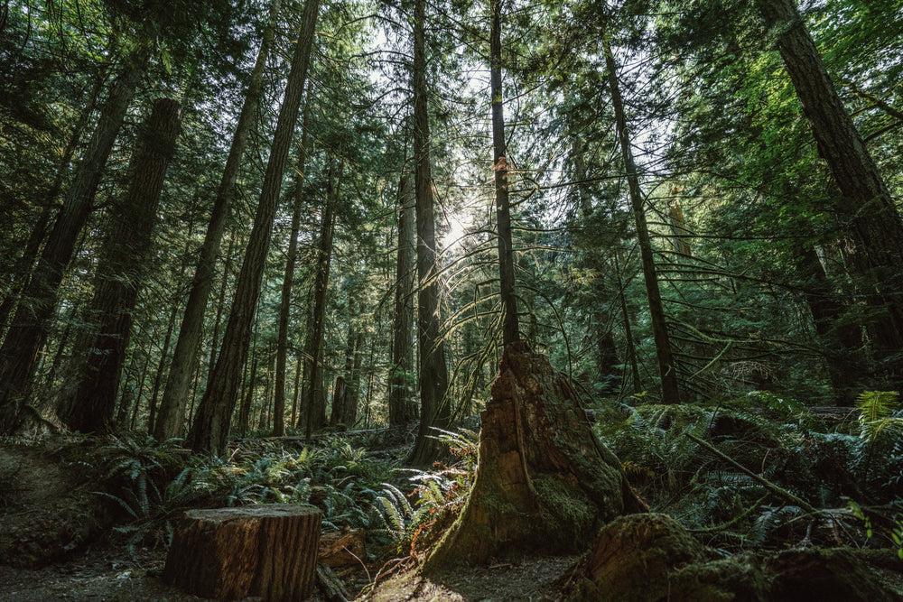 sun shining through forest