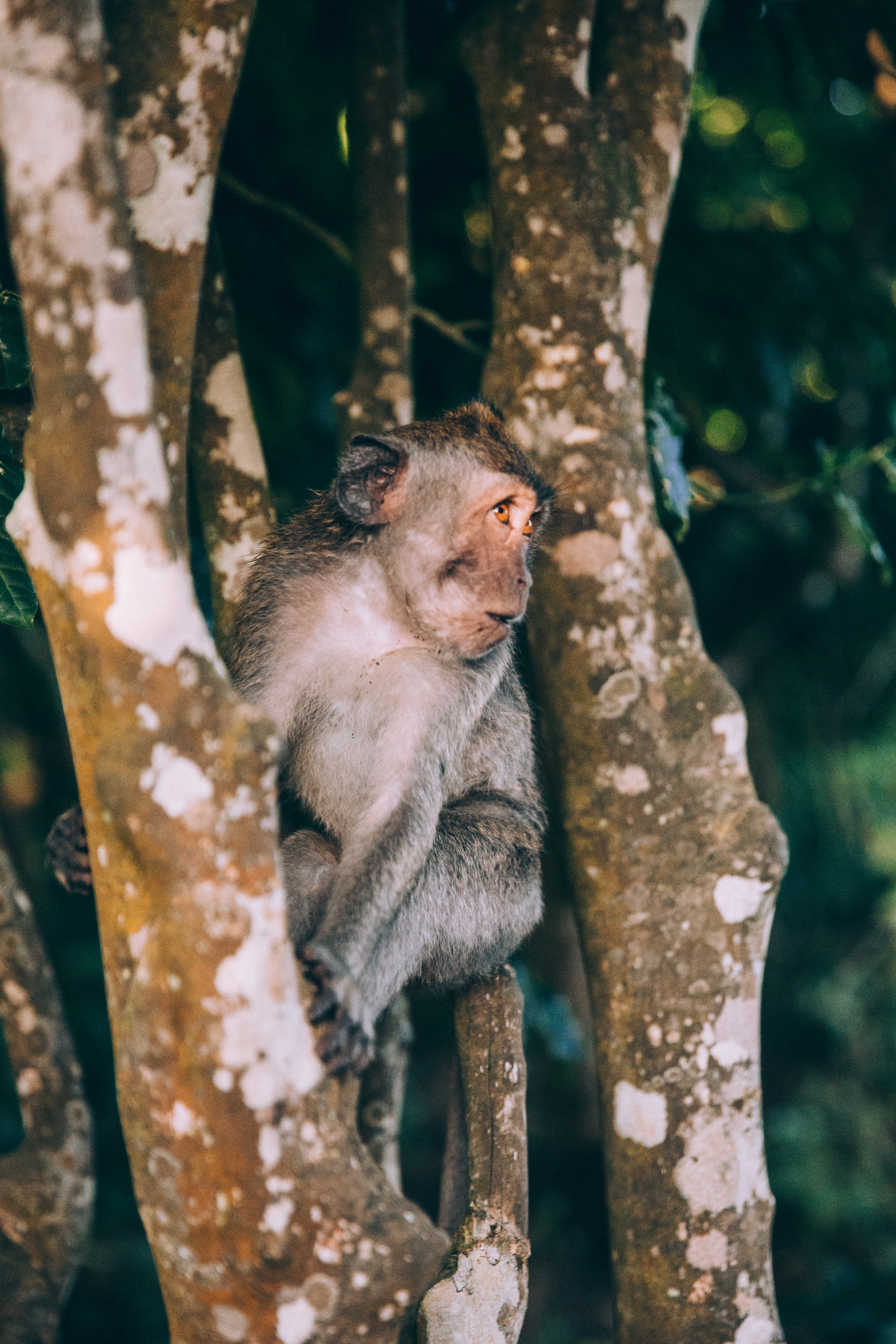 Browse Free HD Images of A Baby Monkey Looks Startled In Its Tree