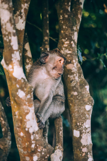 a baby monkey looks startled in its tree