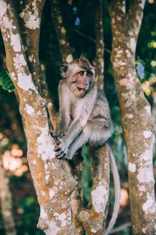 a baby monkey sits on branches and smiles