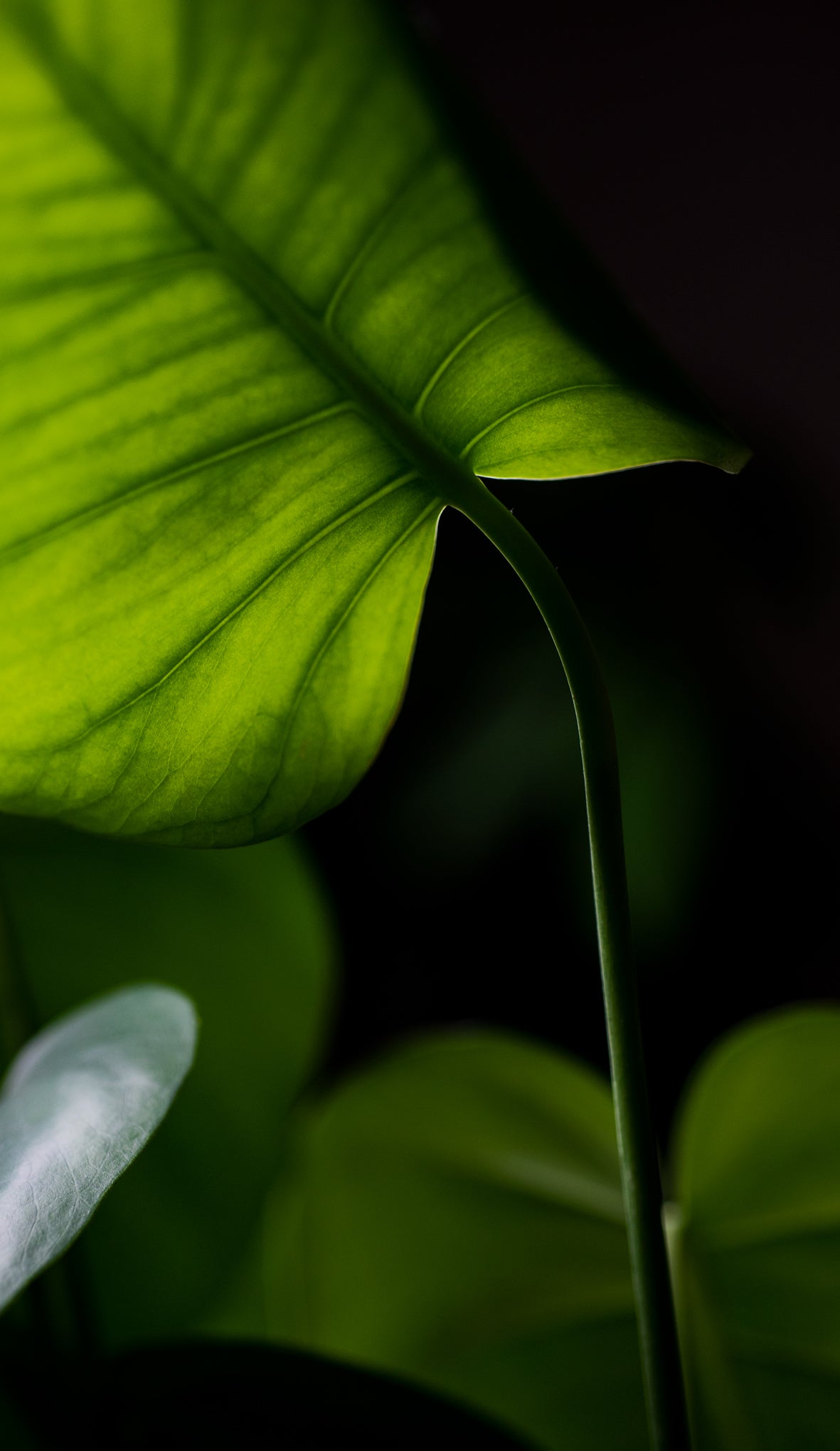 Picture of A Backlit Monstera Plant Leaf  Free Stock Photo