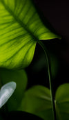 a backlit monstera plant leaf