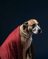 a bewildered-looking tan dog draped in a red blanket