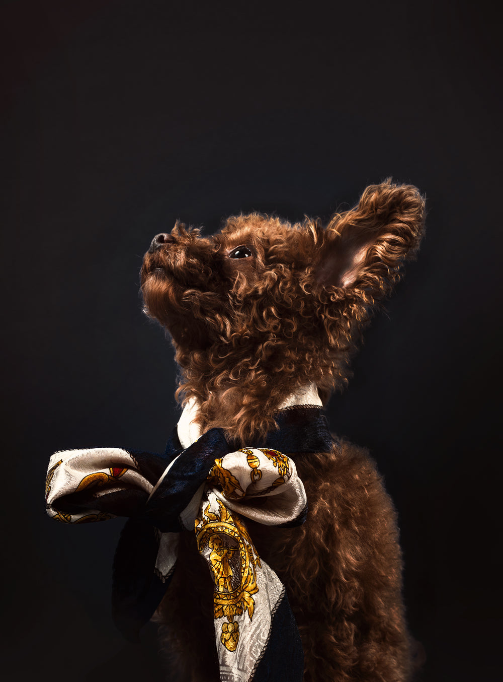 a big fluffy dog with a necktie