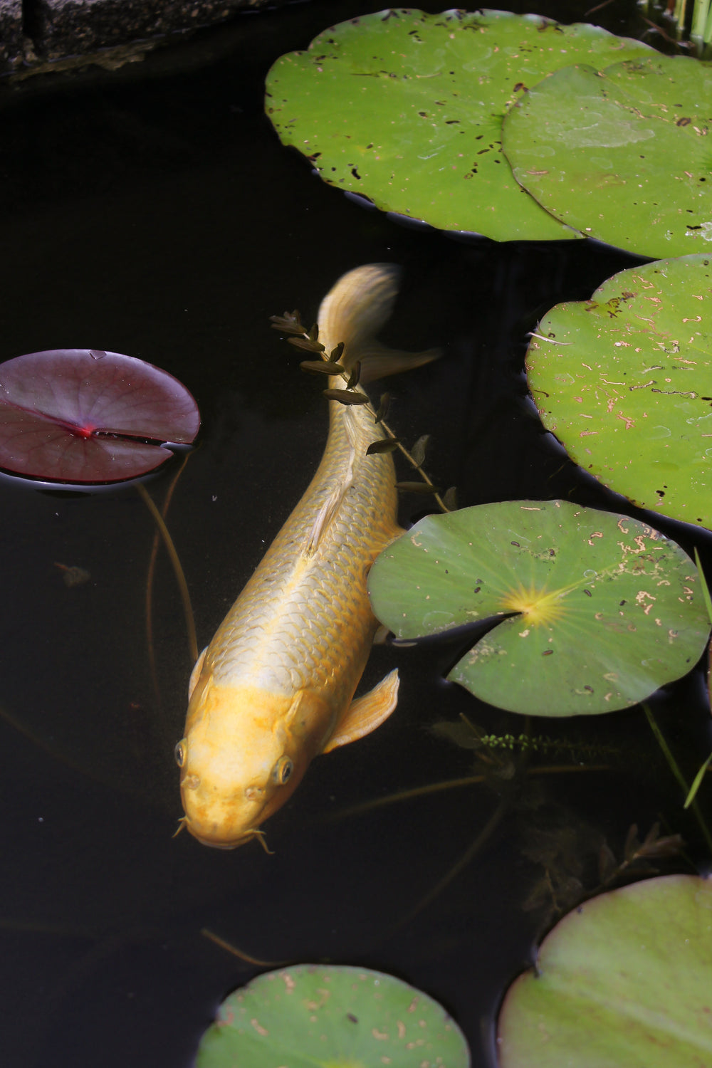 um grande peixe amarelo