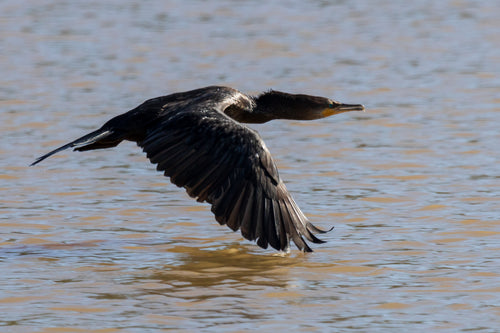 a bird in flight over still blue water