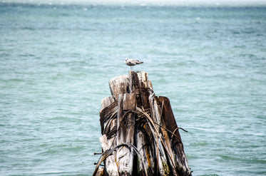 a bird on a stack of wood in the sea
