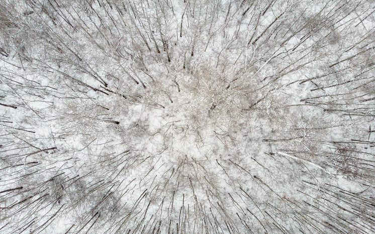 A Bird's-Eye View Of The Winter Woods