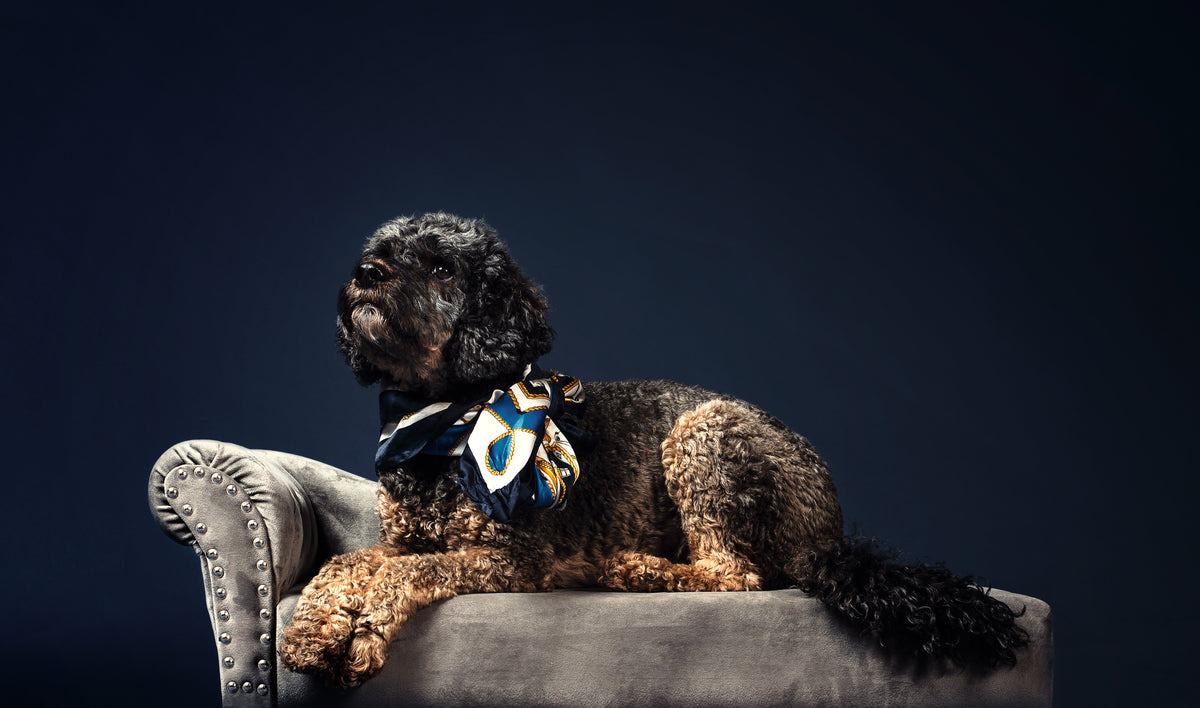 a black and curly haired pooch in a shiny necktie