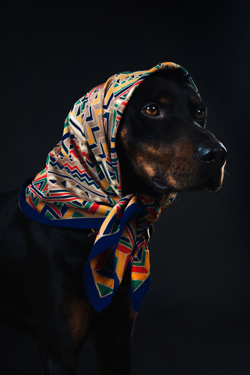 a black and tan dog in a colourful head scarf with amber eyes