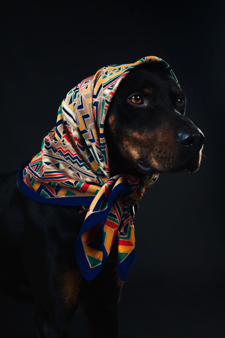 A Black And Tan Dog In A Colourful head Scarf With Amber Eyes