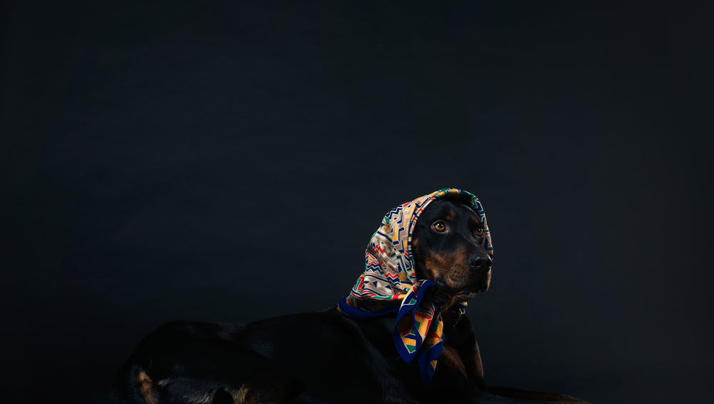a black and tan dog in a headscarf lies against a wall