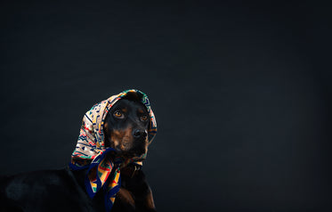a black and tan dog in a patterned head scarf