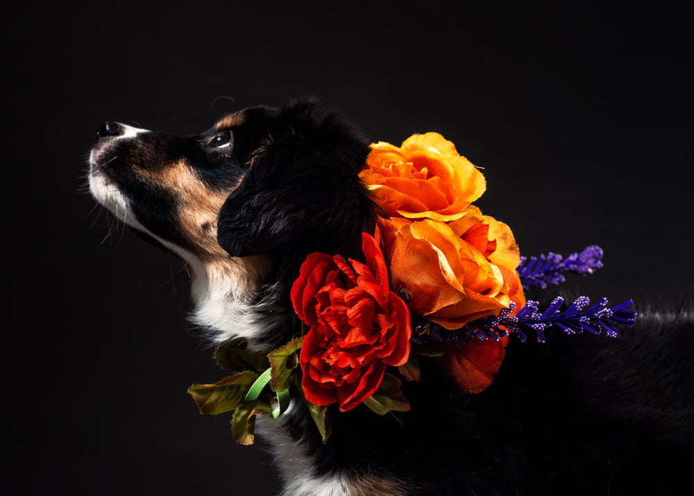 a black and tan dog with a flower necklace