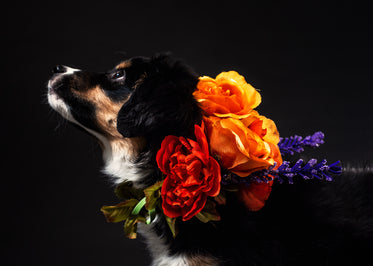 a black and tan dog with a flower necklace