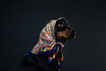 a black and tan dog with amber eyes in a headscarf