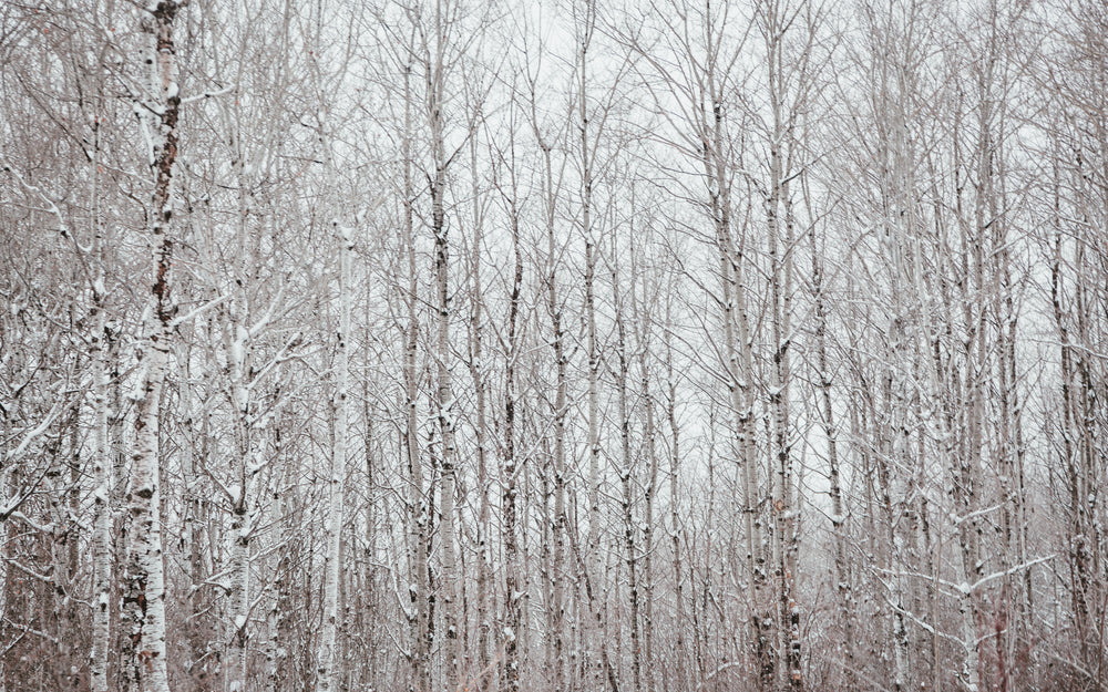 a black and white polar forest against a white winter sky