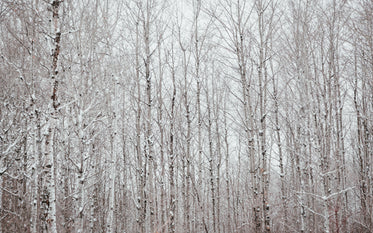 a black and white polar forest against a white winter sky