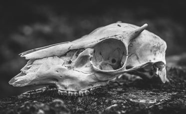 a black and white sheep skull in the dust