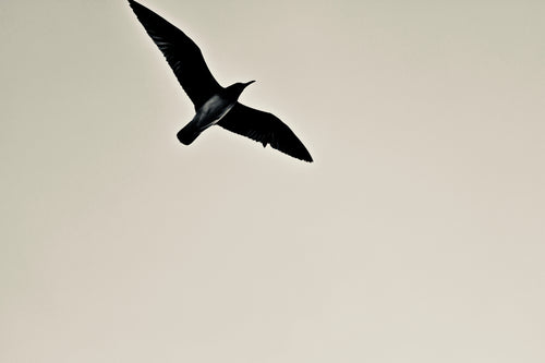 a blackbird in flight