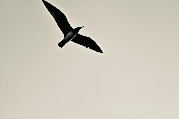 a-blackbird-in-flight.jpg?width=746&form