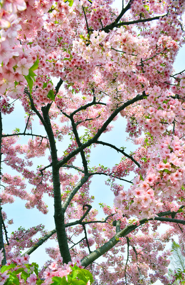 a blossom tree against a blue sky