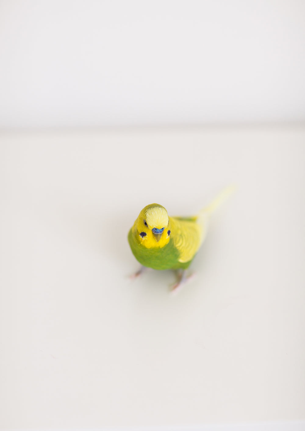 a blue and green parakeet on white