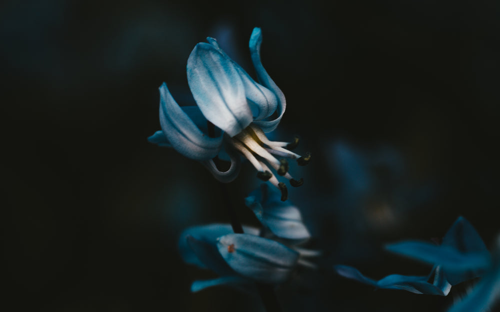 a blue bell exposes its anthers and filaments