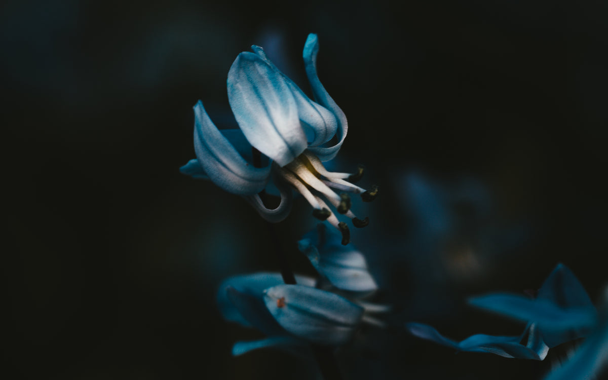 a blue bell exposes its anthers and filaments
