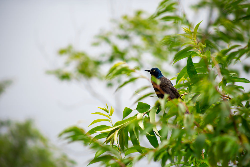 a blue-headed bird perches on a twig