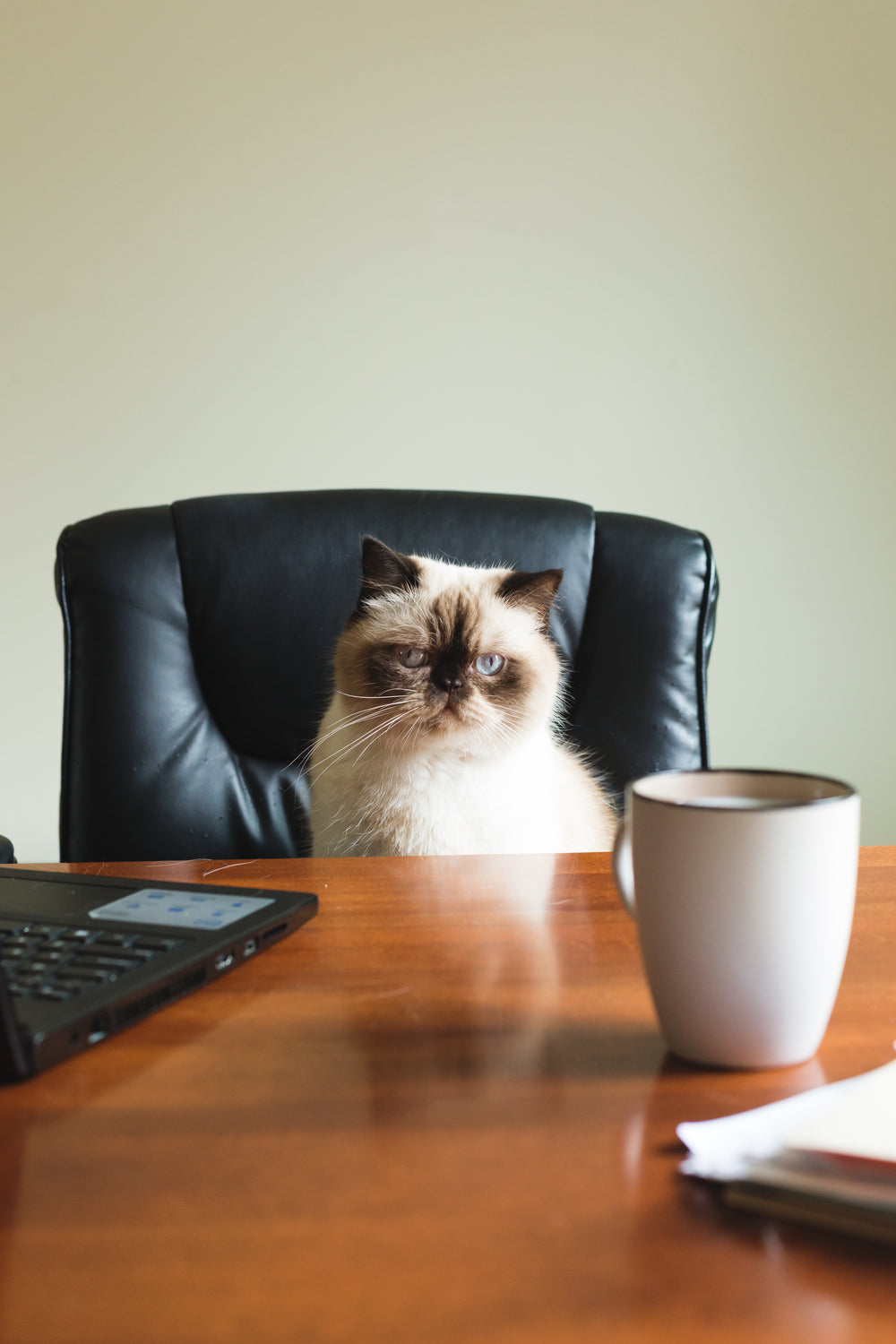 a blue point himalayan sits at a desk