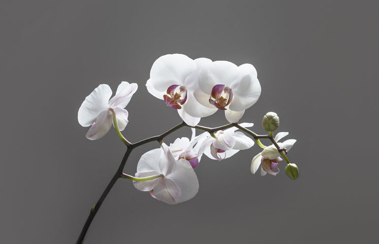 a branch of falling white orchids - 8 No Cost Methods To Get More With Lingerie