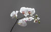 a branch of falling white orchids