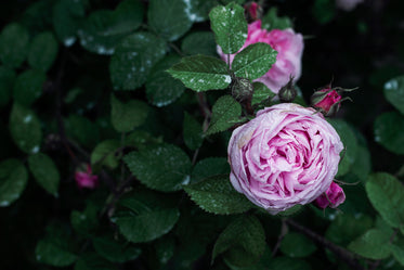 a bright pink rose's numerous petals clasps its heart