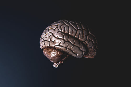 a bronze model brain