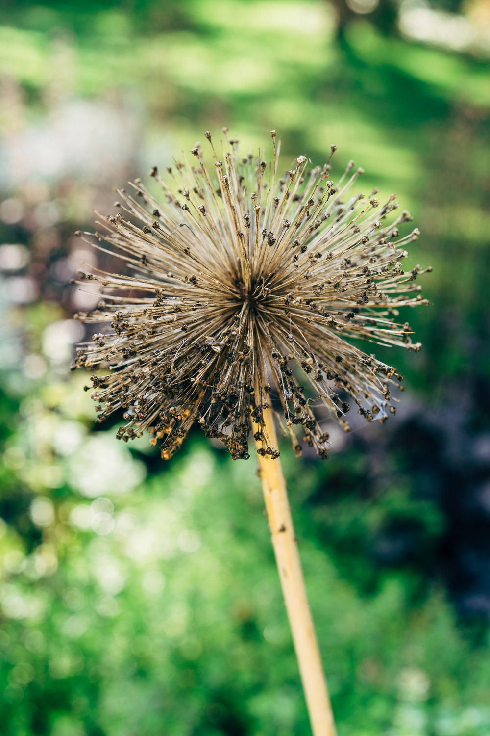 a brown dried allium against green background