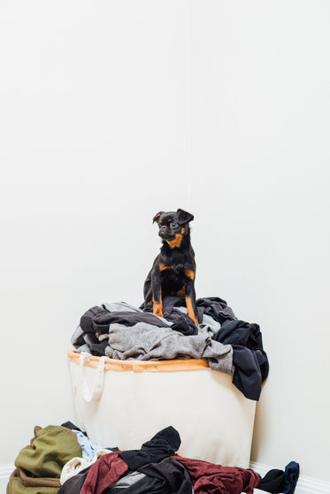 a brussels griffon protects laundry