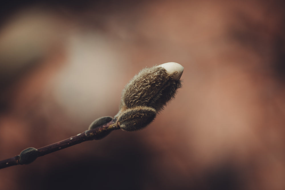 a budding magnolia flower emerges