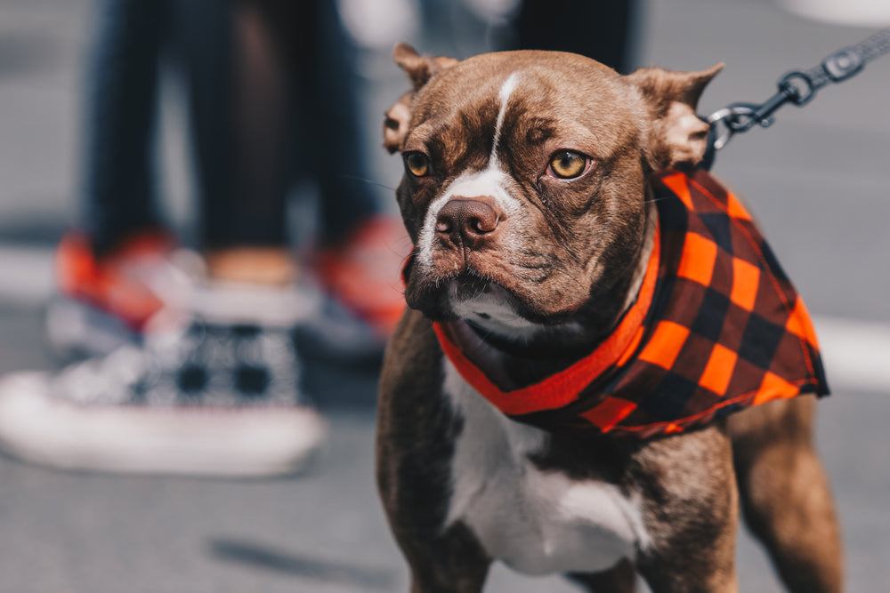 a bulldog in a checked necktie in the sunlight