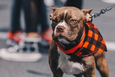 a bulldog in a checked necktie in the sunlight