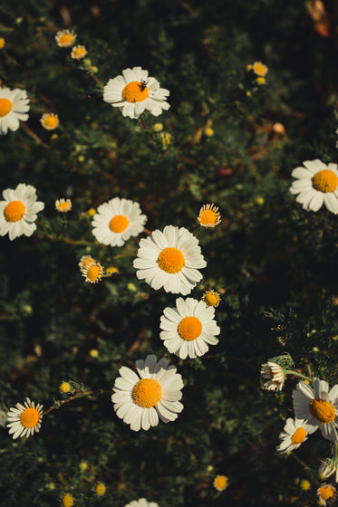 a bunch of freshly bloomed daisies