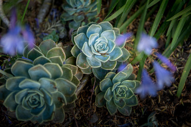 a bunch of succulents in a garden