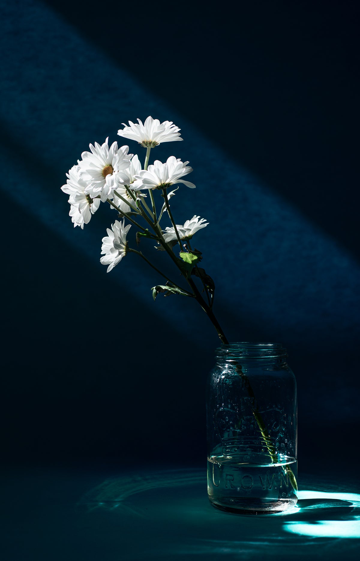 a bunch of white daisy in a glass jar against a blue background