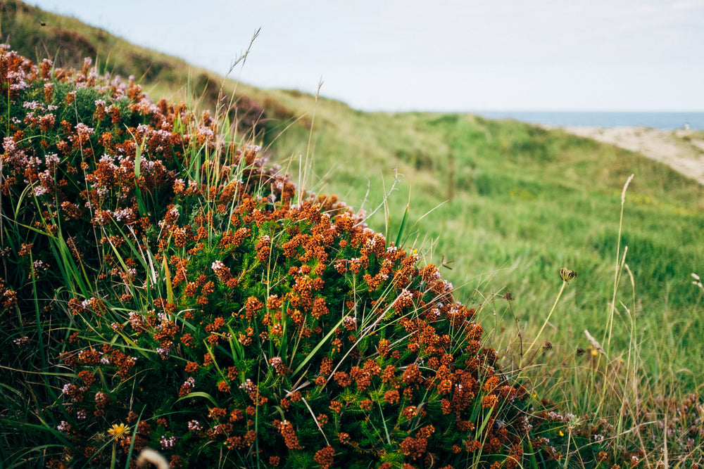 a bush of furry bulb plants on a hillside