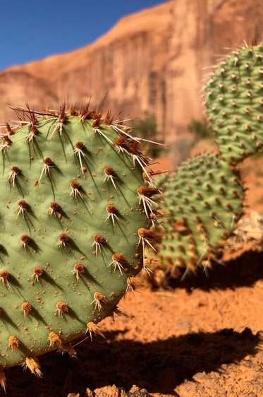 a cactus plant casts shadows over the red sand desert